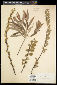 Salix petiolaris image