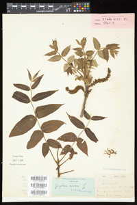 Juglans cinerea image