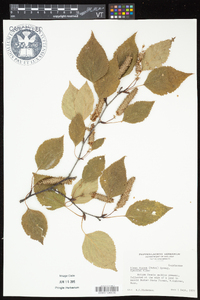 Alnus incana subsp. rugosa image