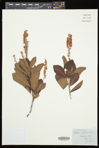 Clethra alnifolia image