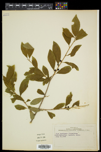 Ilex laevigata image