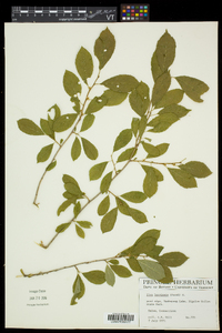 Ilex laevigata image