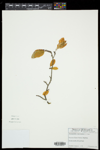 Ilex mucronata image