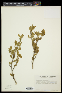 Ilex mucronata image