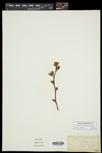 Ilex mucronata image