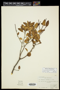 Ilex mucronata image