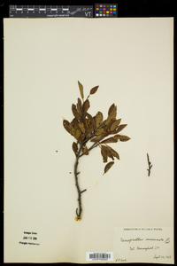 Ilex mucronata image