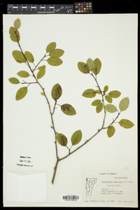 Ilex mucronata image