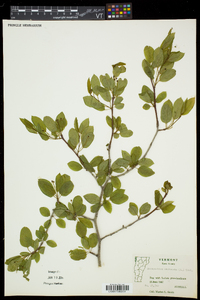 Ilex mucronata image