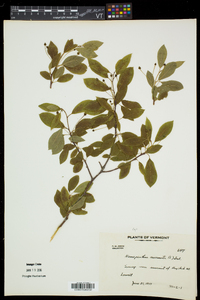 Ilex mucronata image