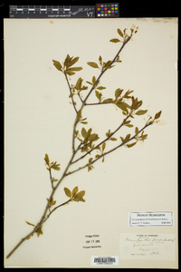 Ilex mucronata image