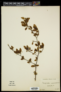 Ilex mucronata image