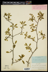 Ilex mucronata image