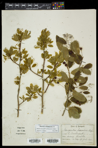 Ilex mucronata image