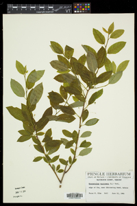 Ilex mucronata image