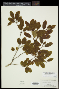 Ilex mucronata image