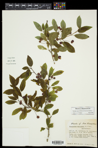 Ilex mucronata image