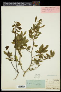 Ilex mucronata image