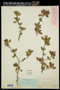 Ilex mucronata image