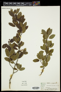 Ilex mucronata image