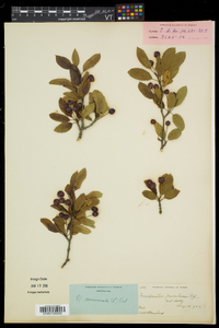 Ilex mucronata image