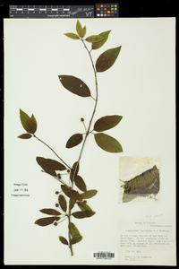 Ilex mucronata image