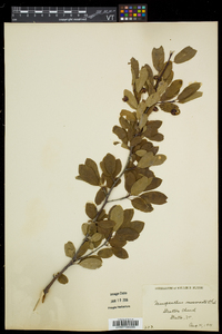 Ilex mucronata image