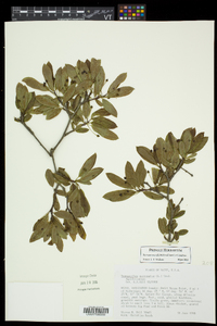 Ilex mucronata image