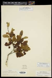 Ilex mucronata image