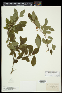 Ilex mucronata image