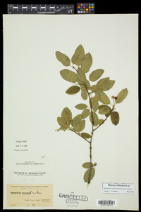 Ilex mucronata image