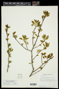 Ilex mucronata image