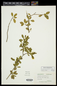 Ilex mucronata image