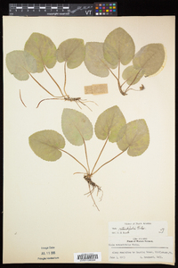 Viola rotundifolia image