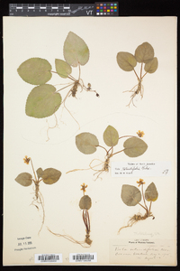 Viola rotundifolia image