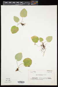 Viola rotundifolia image