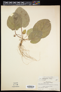 Viola rotundifolia image