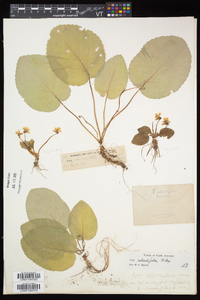 Viola rotundifolia image