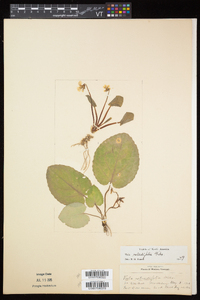 Viola rotundifolia image