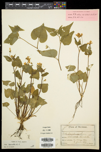 Viola canadensis var. canadensis image