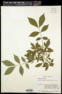 Euonymus europaeus image