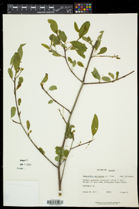 Ilex mucronata image