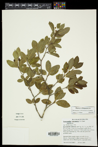 Ilex mucronata image