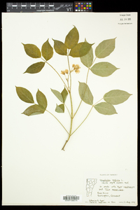 Staphylea trifolia image