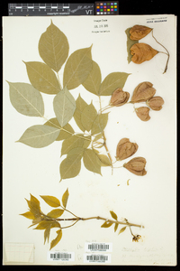 Staphylea trifolia image