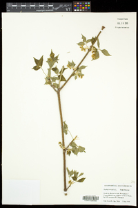 Staphylea trifolia image