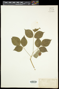 Staphylea trifolia image