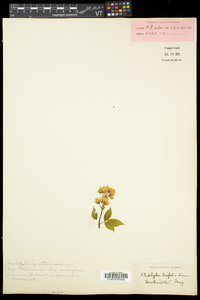 Staphylea trifolia image