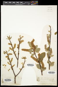 Salix pyrifolia image