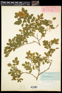 Rosa carolina subsp. carolina image